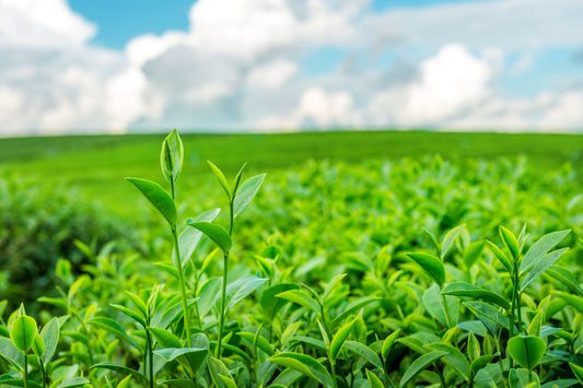 100% Organic Fertilizer with Amino Acid for Agriculture